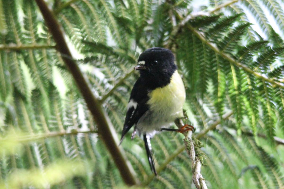Tomtit (Petroica macrocephala), Te Anau Milford Highway, New Zealand, 2014-03-06 Tomtit (Petroica macrocephala)